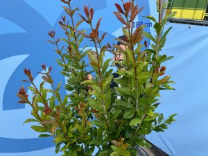 Granaatappelboom - Punica Granatum - 160 cm