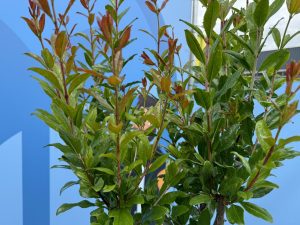 Granaatappelboom - Punica Granatum - 160 cm