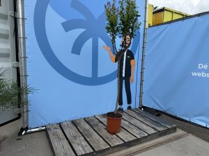 Granaatappelboom - Punica Granatum - 160 cm