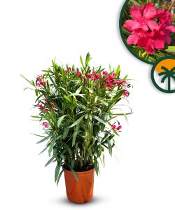 Rode Oleander - hoogte 80/100 cm