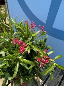 Rode Oleander - hoogte 80/100 cm