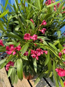 Rode Oleander - hoogte 80/100 cm