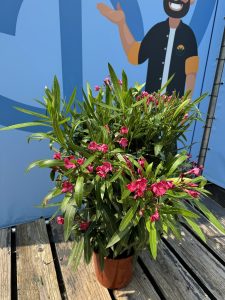 Rode Oleander - hoogte 80/100 cm