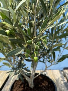 Olijfstruik - Olea Europaea - Winterhard - 140-160 cm