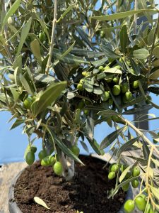Olijfstruik - Olea Europaea - Winterhard - 140-160 cm
