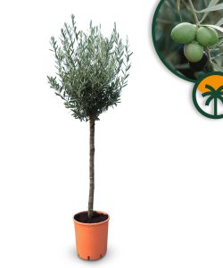 Olijfboom - Olea Europaea - 10 jaar - 160 cm