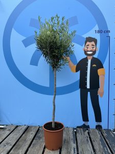 Olijfboom - Olea Europaea - 10 jaar - 160 cm