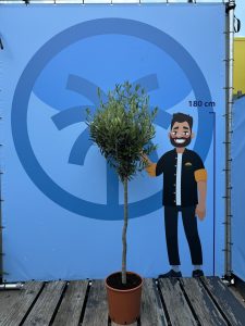 Olijfboom - Olea Europaea - 10 jaar - 160 cm