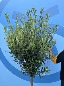Olijfboom - Olea Europaea - 10 jaar - 160 cm
