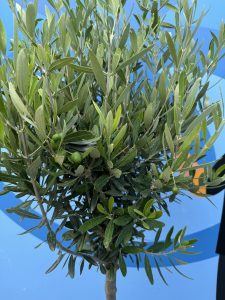 Olijfboom - Olea Europaea - 10 jaar - 160 cm