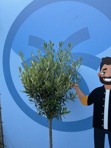 Olijfboom - Olea Europaea - 10 jaar - 160 cm