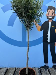 Olijfboom - Olea Europaea - 10 jaar - 160 cm
