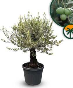 Olijfboom - Olea Europaea - Bonsai - 50 jaar - 170 cm
