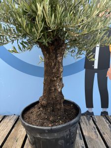 Olijfboom - Olea Europaea - Bonsai - 50 jaar - 170 cm