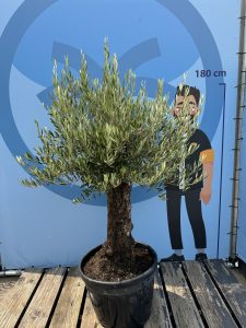 Olijfboom - Olea Europaea - Bonsai - 50 jaar - 170 cm