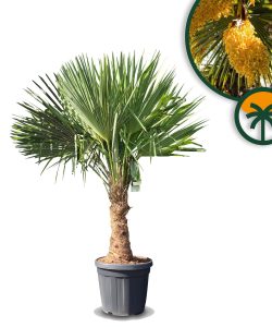 Palmboom - Trachycarpus Fortunei 30-40 cm