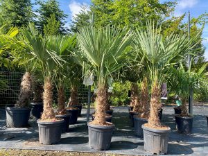 Palmboom - Trachycarpus Fortunei 30-40 cm