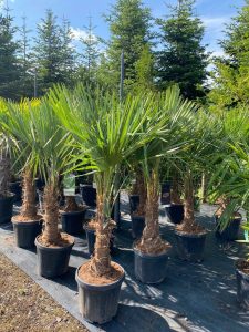 Palmboom - Trachycarpus Fortunei 30-40 cm