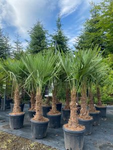 Palmboom - Trachycarpus Fortunei 30-40 cm