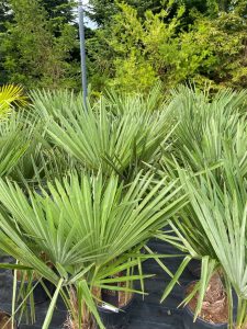 Palmboom - Trachycarpus Fortunei 30-40 cm