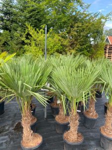 Palmboom - Trachycarpus Fortunei 30-40 cm