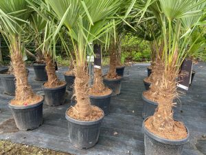 Palmboom - Trachycarpus Fortunei 30-40 cm