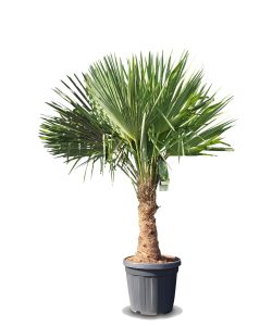 Palmboom - Trachycarpus Fortunei 30-40 cm