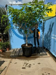 Vijgenboom - Ficus Carica Cuello de dama blanca  - 30 jaar oude boom