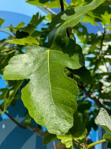 Vijgenboom - Ficus Carica Cuello de dama blanca  - 30 jaar oude boom