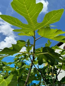 Vijgenboom - Ficus Carica Cuello de dama blanca  - 30 jaar oude boom