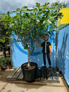 Vijgenboom - Ficus Carica Cuello de dama blanca  - 30 jaar oude boom
