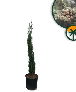 Italiaanse Cipres Totem - 120 cm