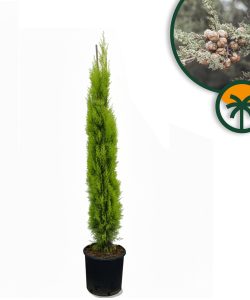 Italiaanse Cipres Totem - 130-150 cm - Groenblijvend