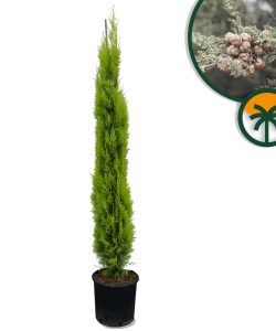 Italiaanse Cipres Totem - 150-170 cm