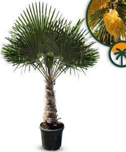 Palmboom - Trachycarpus Fortunei 60-80 cm