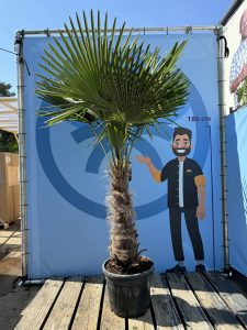 Palmboom - Trachycarpus Fortunei 60-80 cm