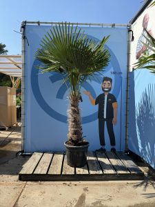 Palmboom - Trachycarpus Fortunei 60-80 cm