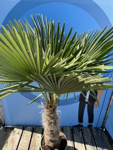 Palmboom - Trachycarpus Fortunei 60-80 cm
