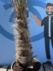 Palmboom - Trachycarpus Fortunei 60-80 cm