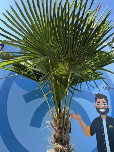 Palmboom - Trachycarpus Fortunei 60-80 cm