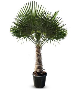 Palmboom - Trachycarpus Fortunei 60-80 cm