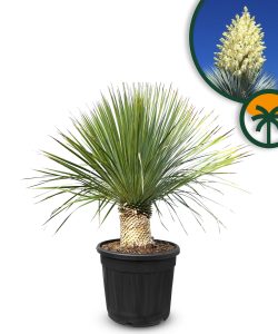 Palmboom - Yucca Rostrata 20-30 cm stamhoogte