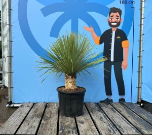 Palmboom - Yucca Rostrata 20-30 cm stamhoogte