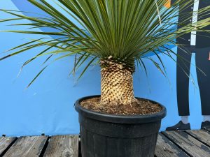 Palmboom - Yucca Rostrata 20-30 cm stamhoogte