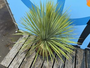 Palmboom - Yucca Rostrata 20-30 cm stamhoogte