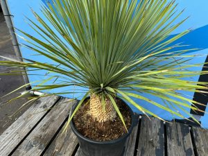 Palmboom - Yucca Rostrata 20-30 cm stamhoogte