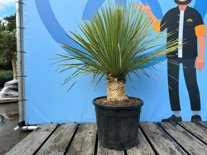 Palmboom - Yucca Rostrata 20-30 cm stamhoogte