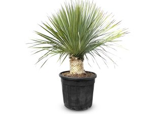 Palmboom - Yucca Rostrata 20-30 cm stamhoogte