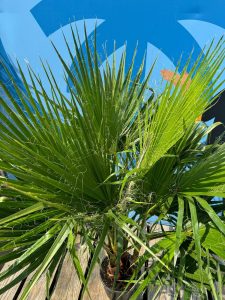 Palmboom - Washingtonia Robusta