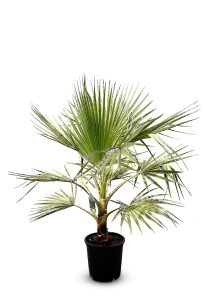 Palmboom - Washingtonia Robusta